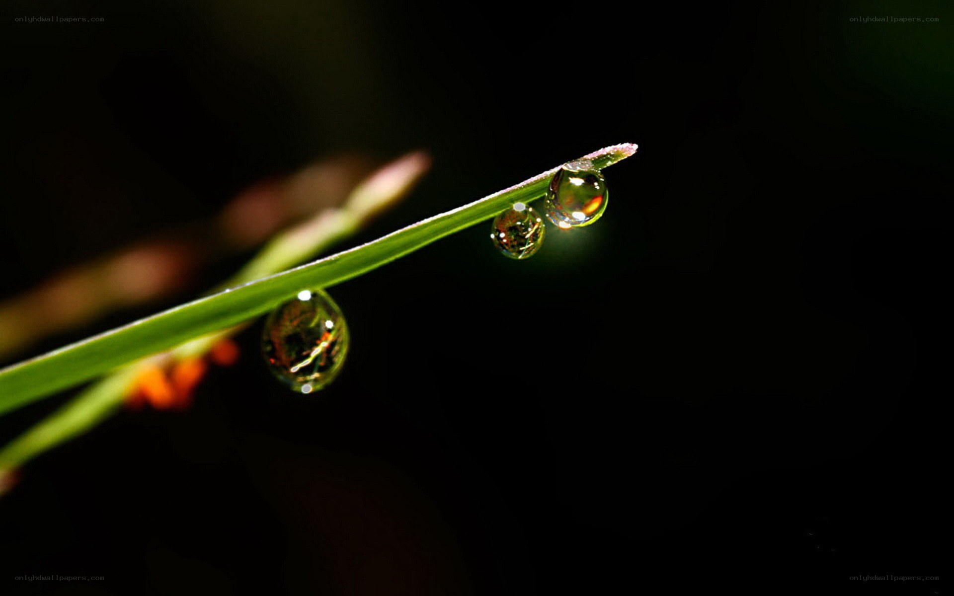 Dew drops on a grass blade