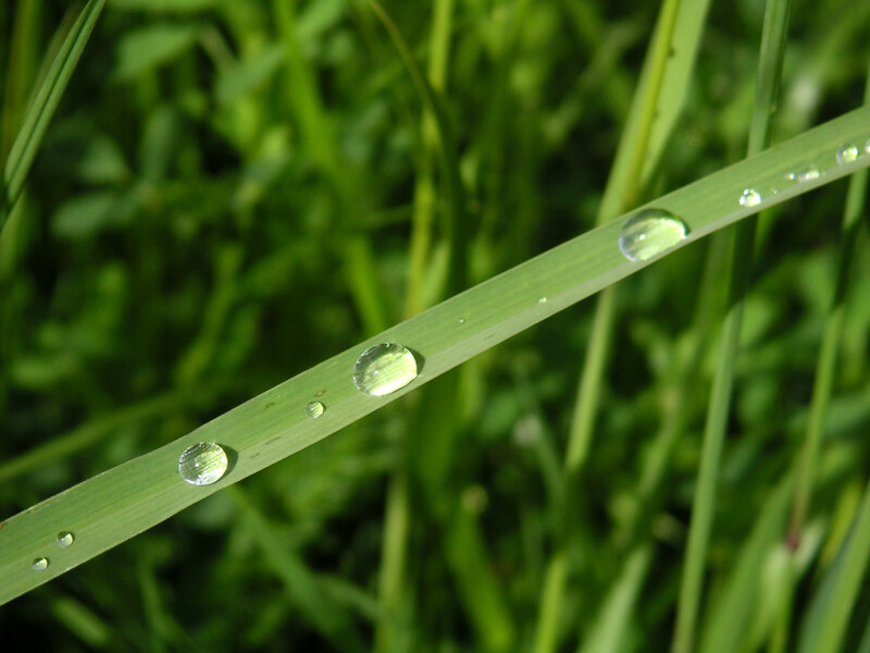 Dew drops on a grass blade