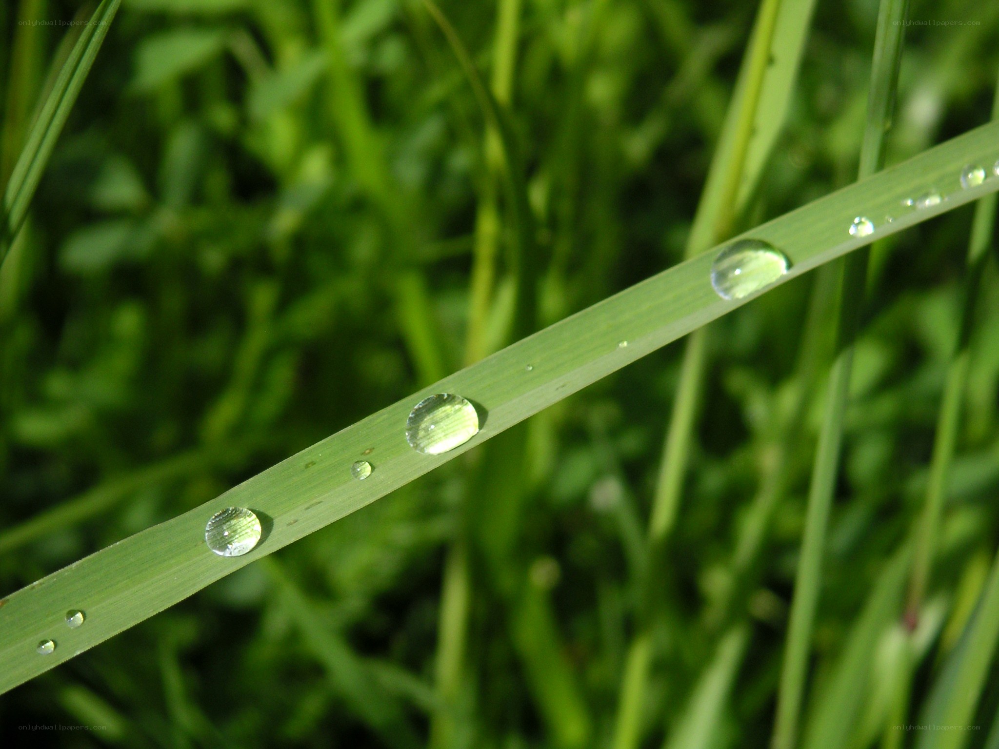 Dew drops on a grass blade