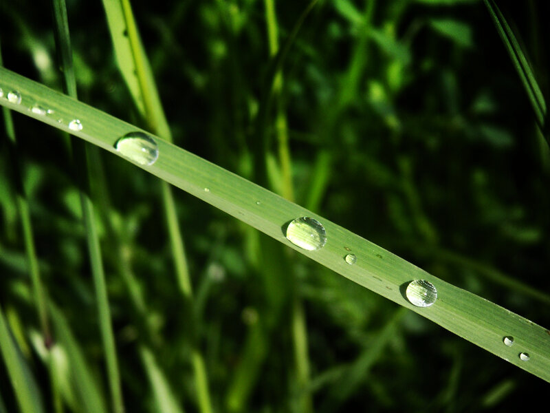 Dew drops on a grass blade