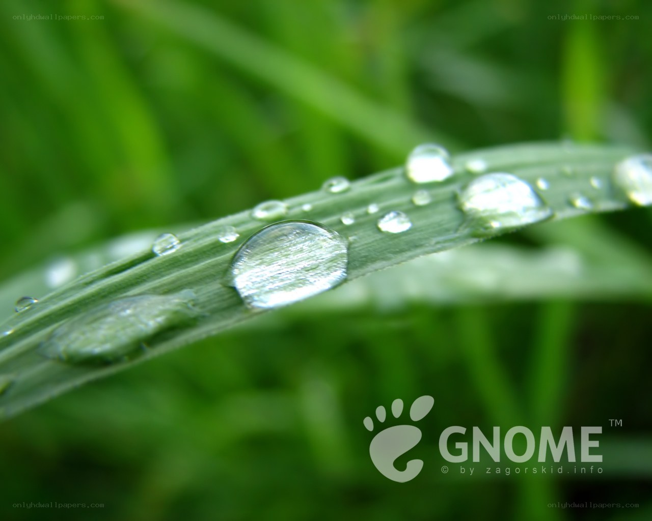 Dew drops on a grass blade