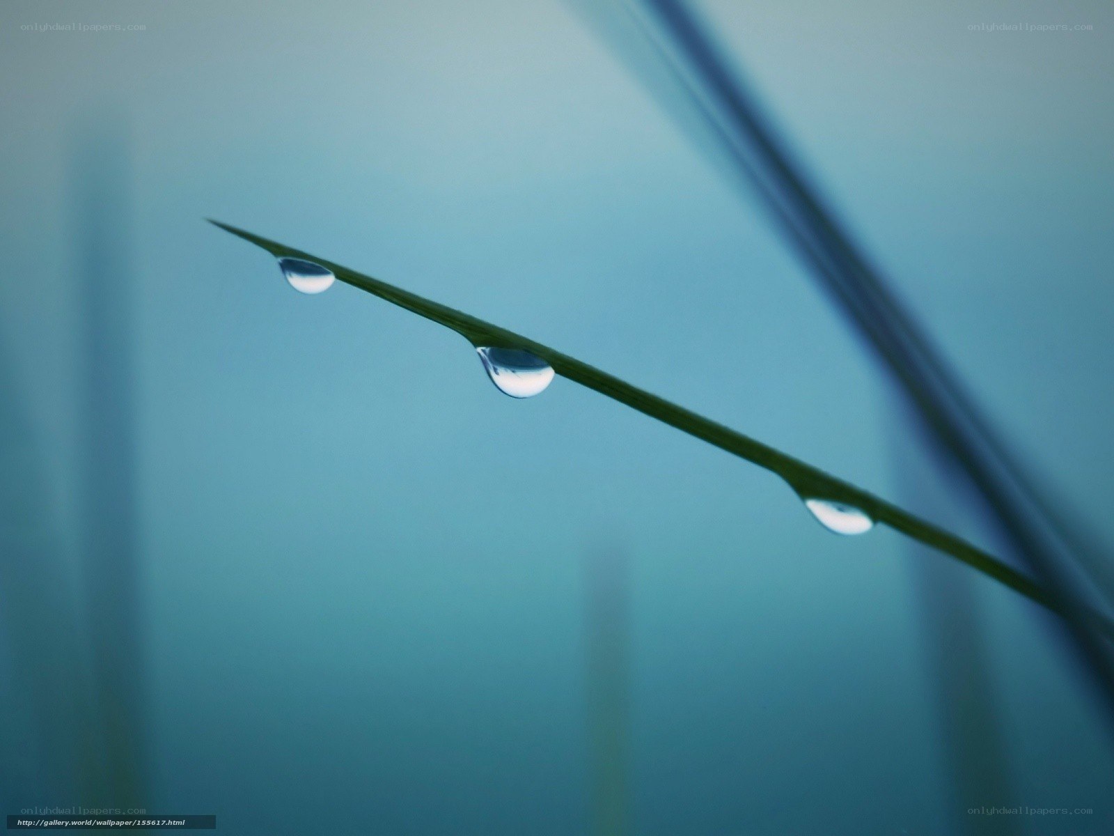 Dew drops on a grass blade