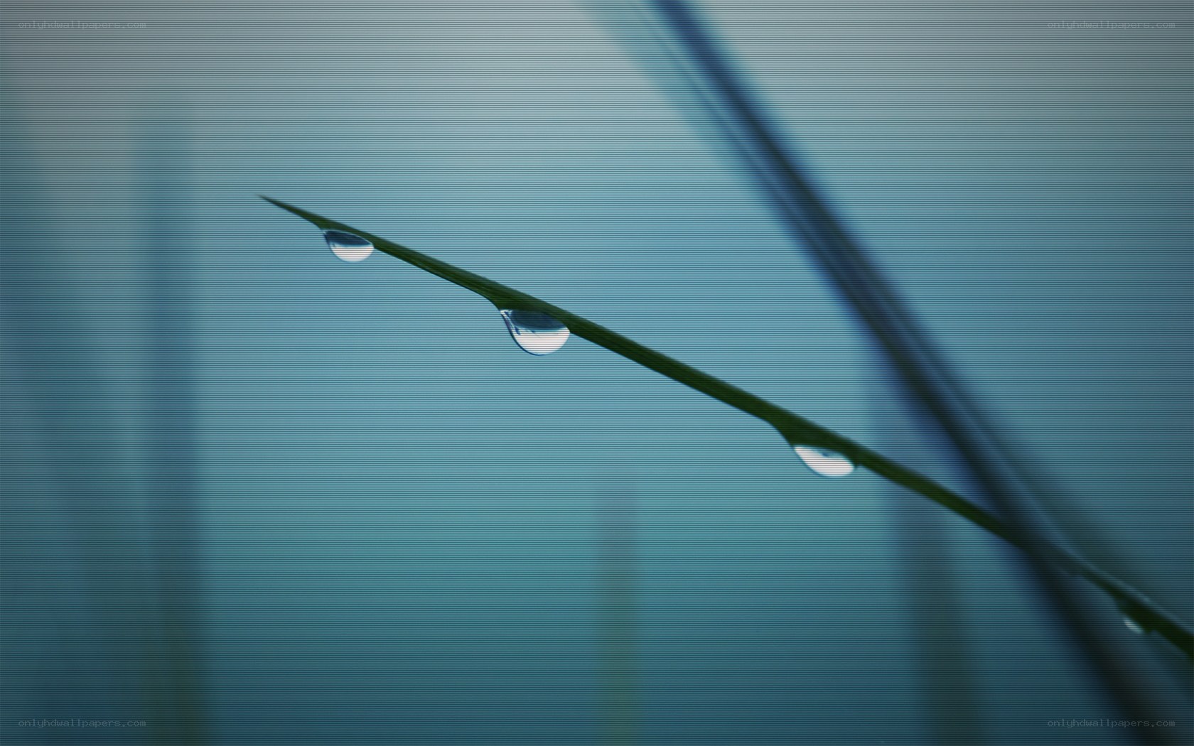 Dew drops on a grass blade