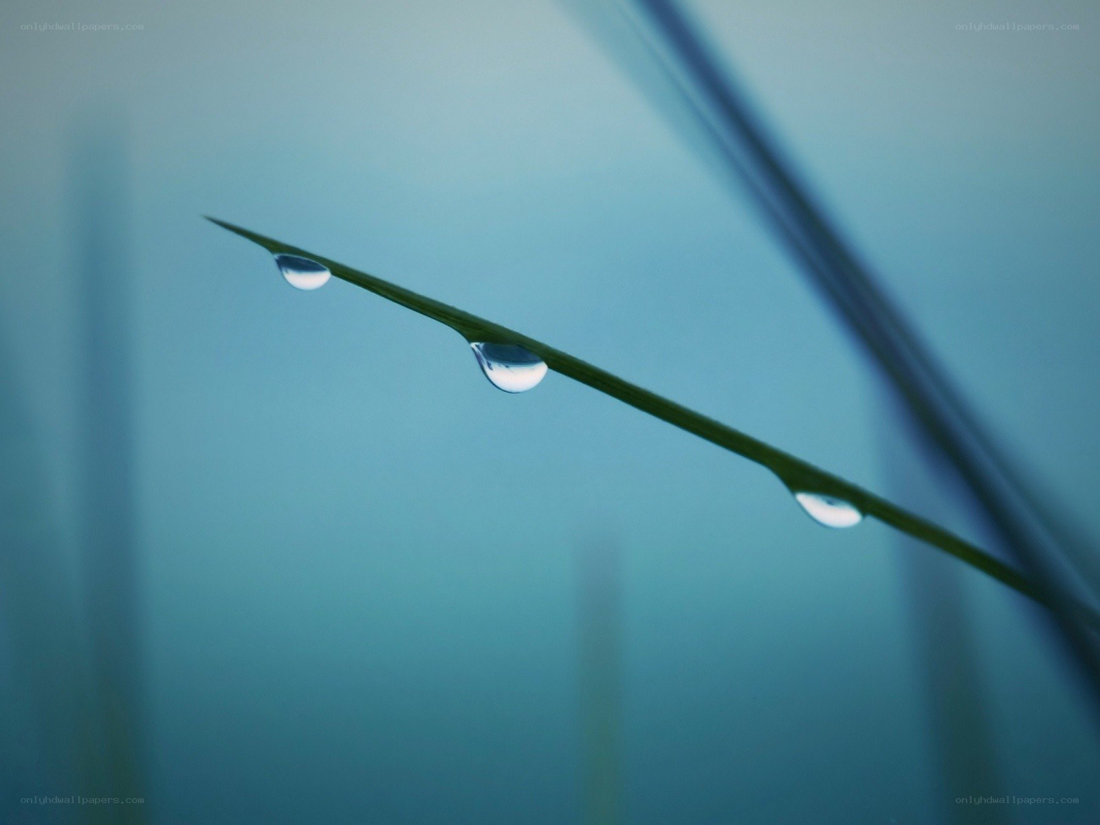 Dew drops on a grass blade