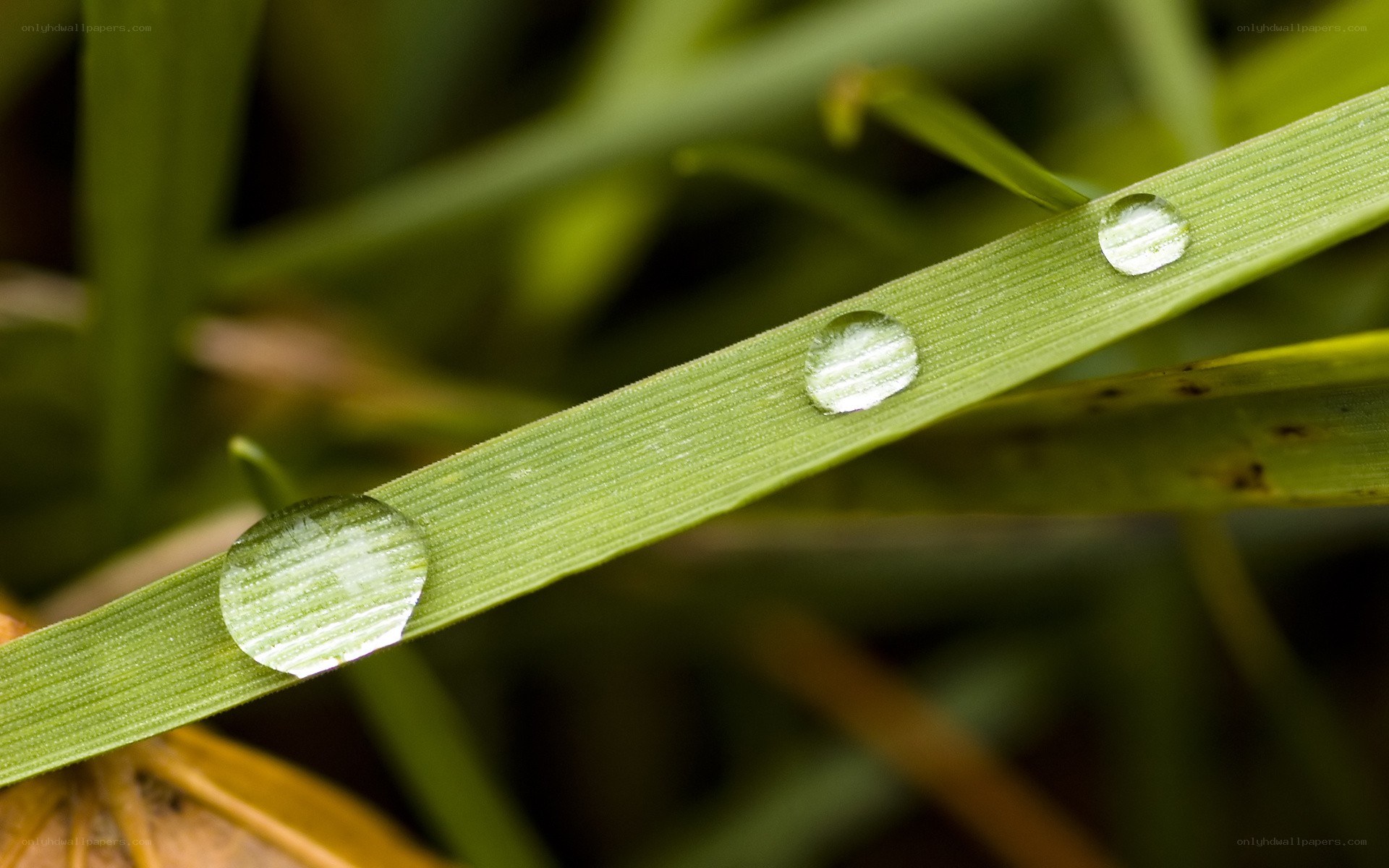 Dew drops on a grass blade