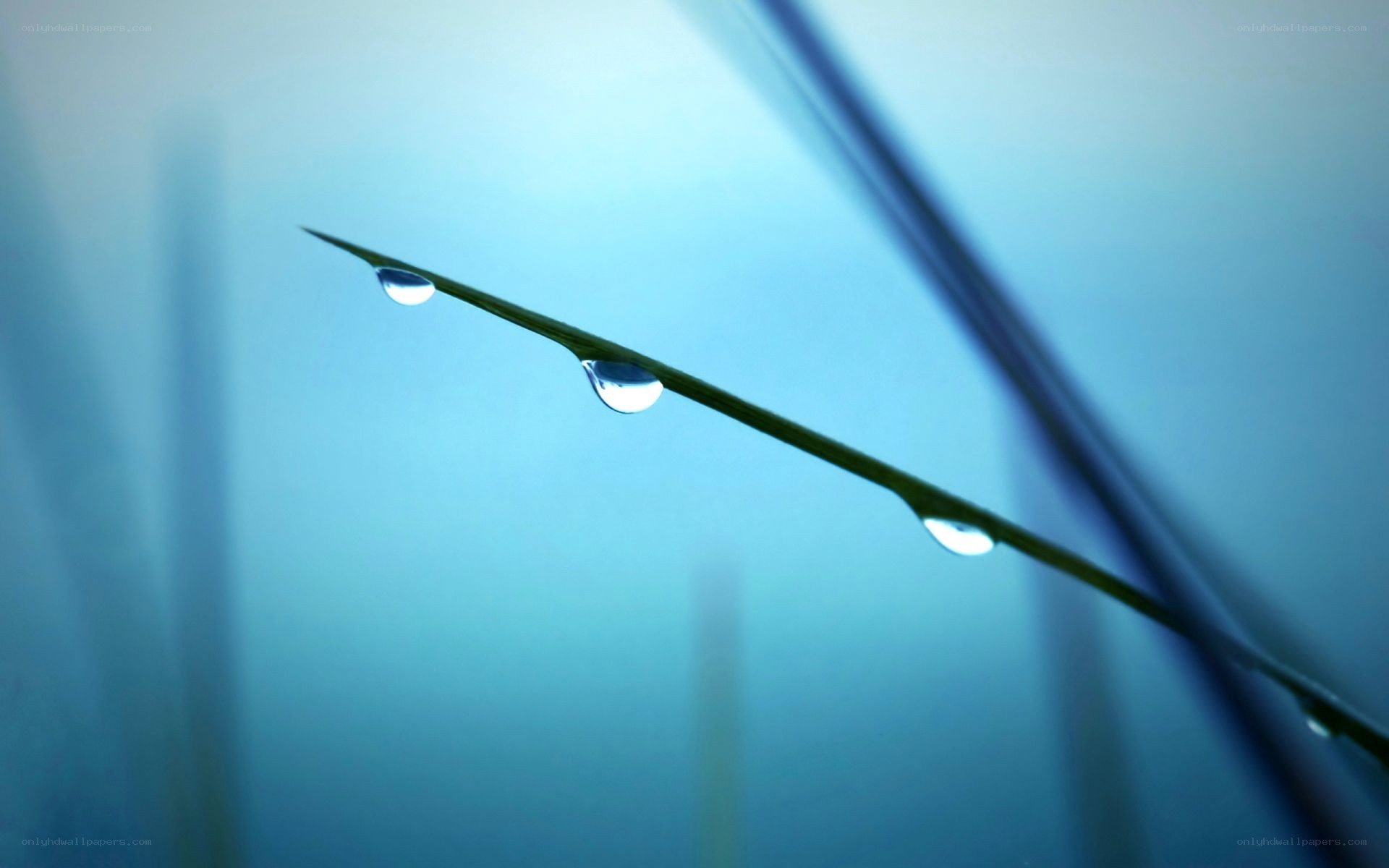 Dew drops on a grass blade