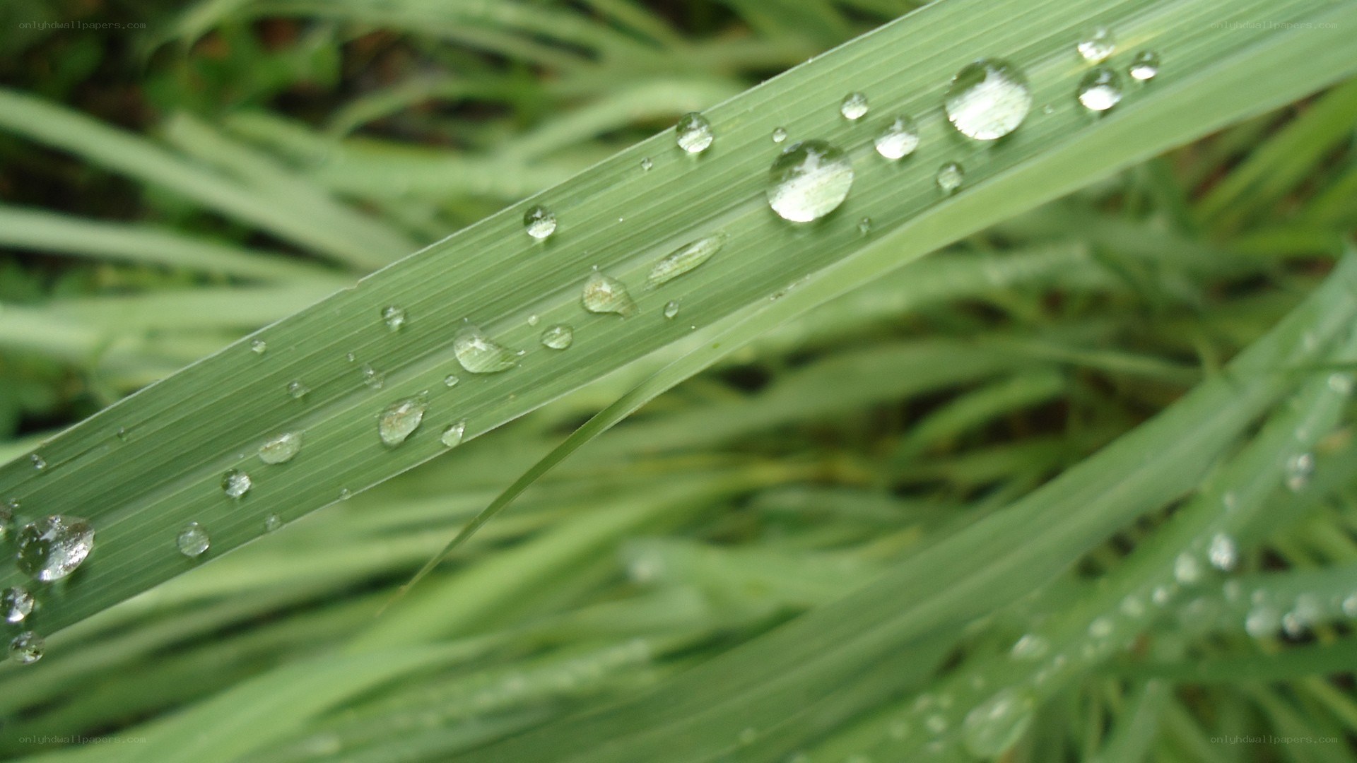 Dew drops on a grass blade