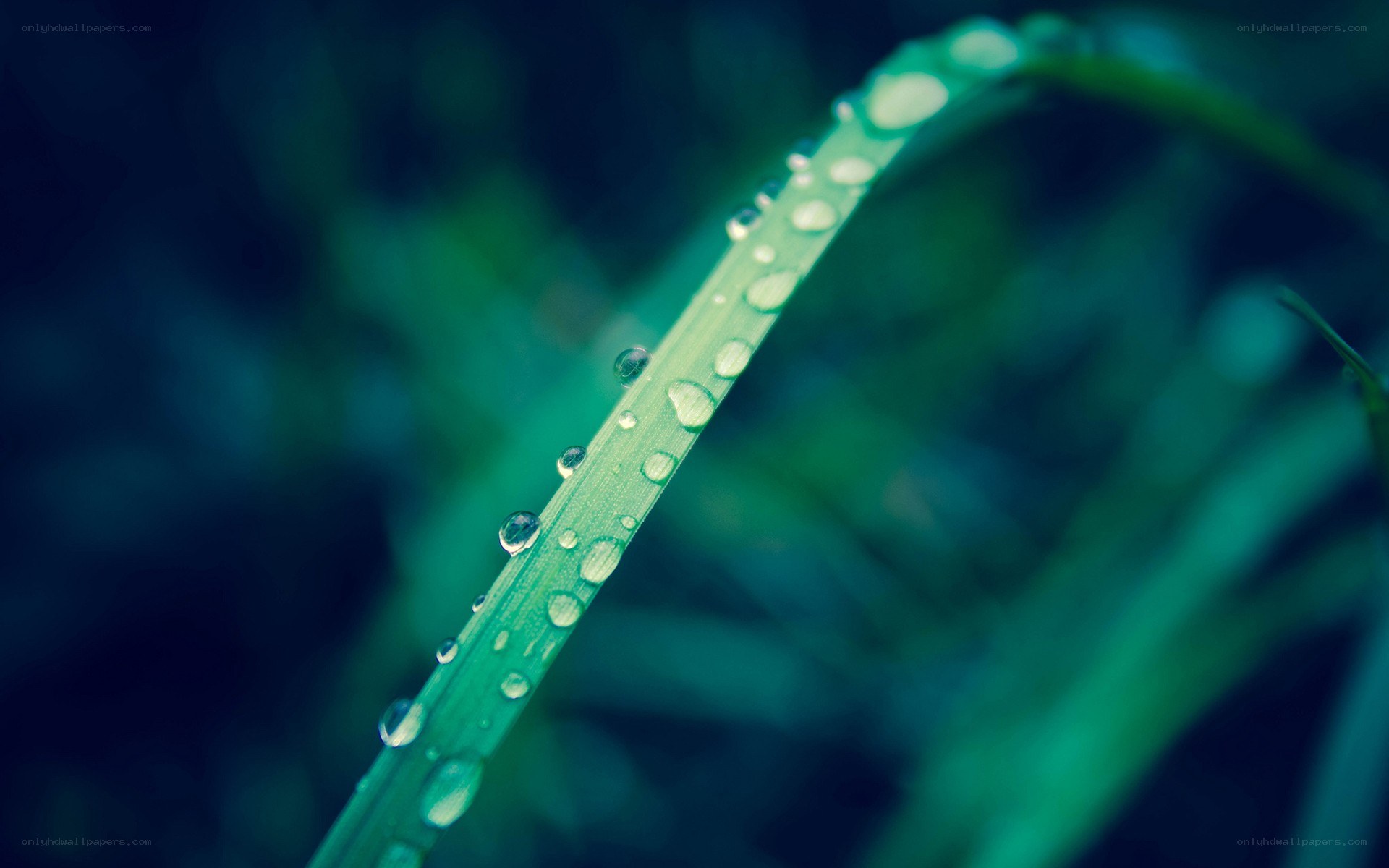 Dew drops on a grass blade