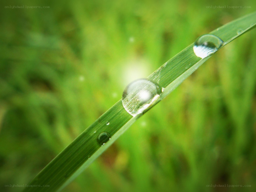 Dew drops on a grass blade