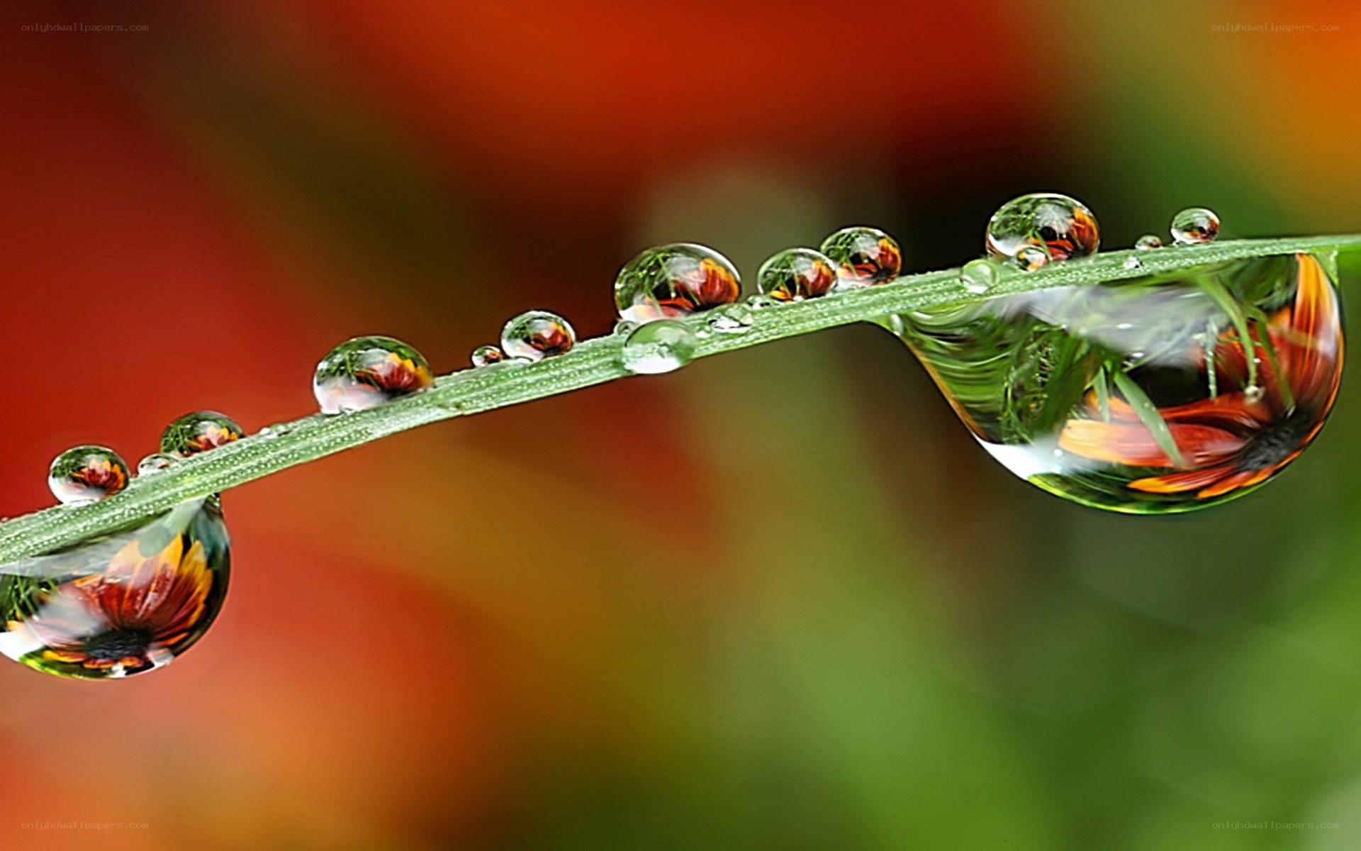 Dew drops on a grass blade