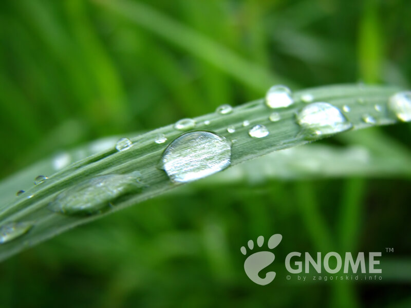 Dew drops on a grass blade