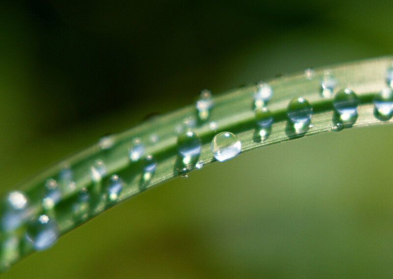 Dew drops on a grass blade