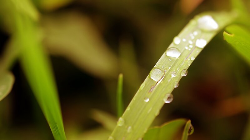 Dew drops on a grass blade
