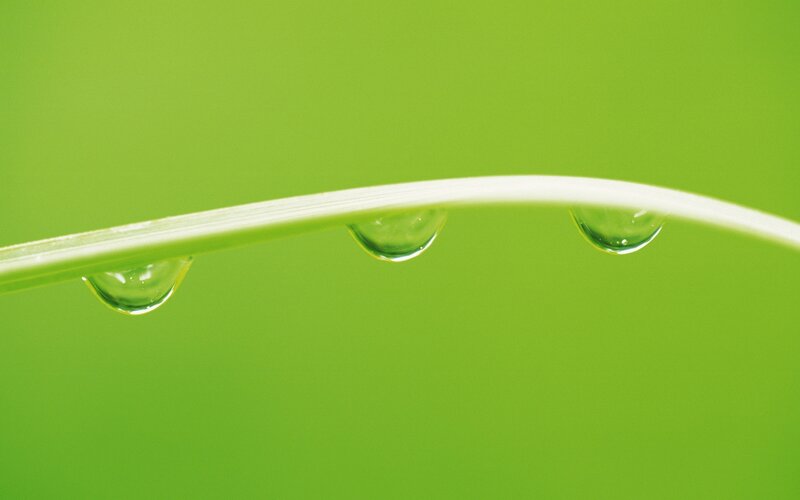 Dew drops on a grass blade