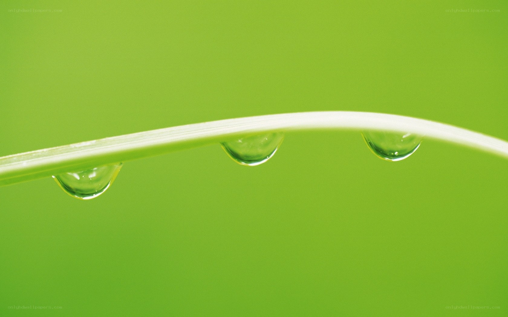 Dew drops on a grass blade
