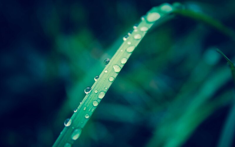 Dew drops on a grass blade