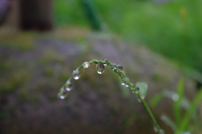 Dew drops on a grass stem