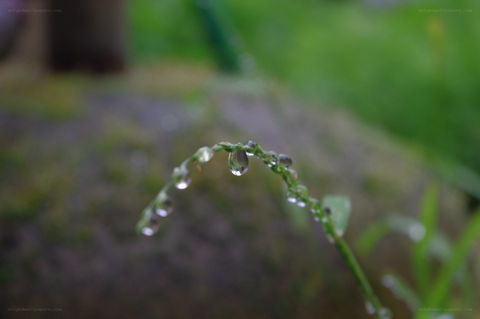 Dew drops on a grass stem
