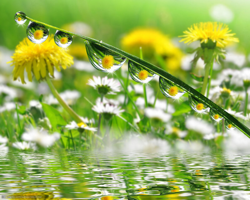 Dew drops on a grass stem