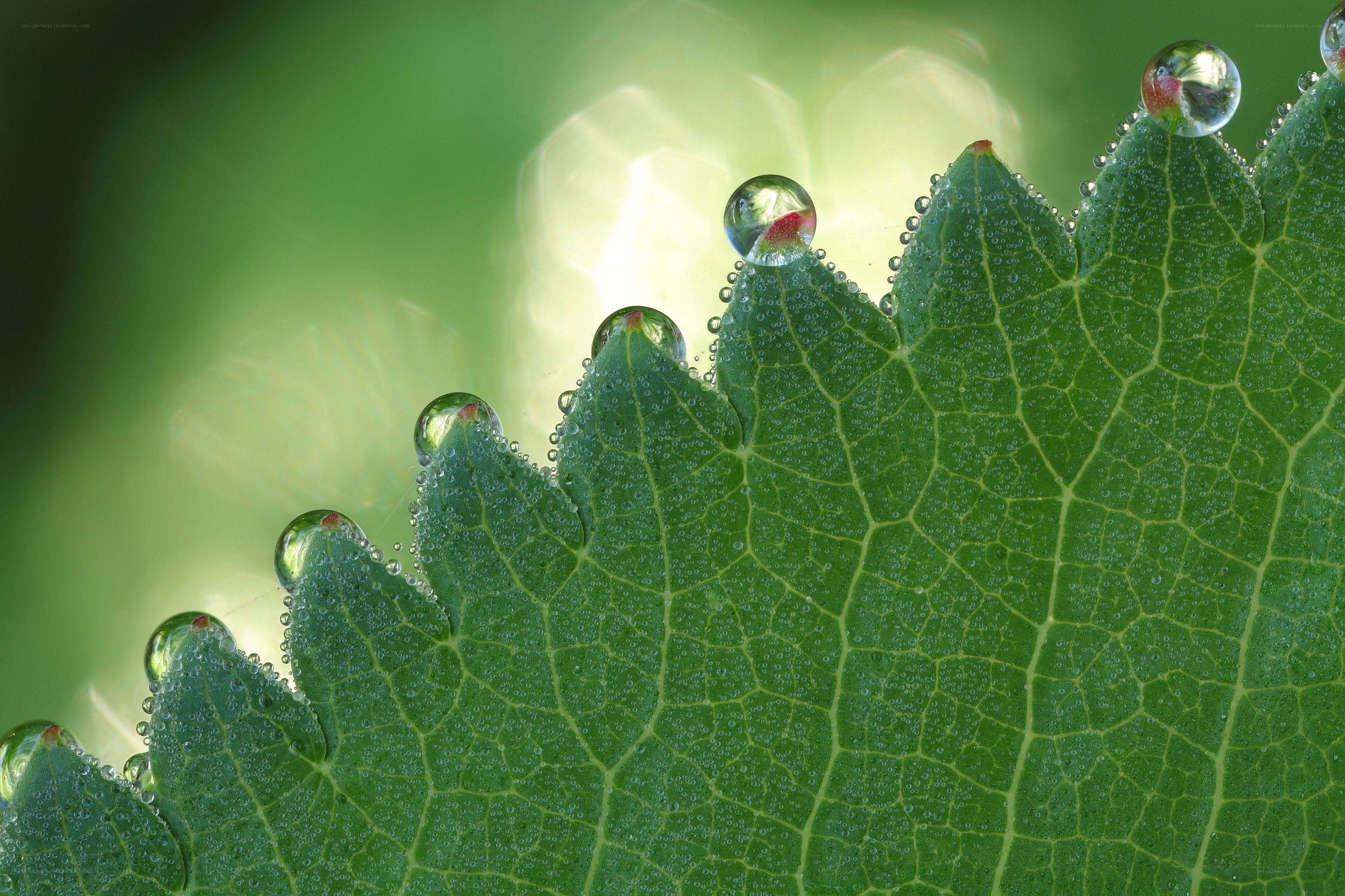 Dew drops on a green leaf