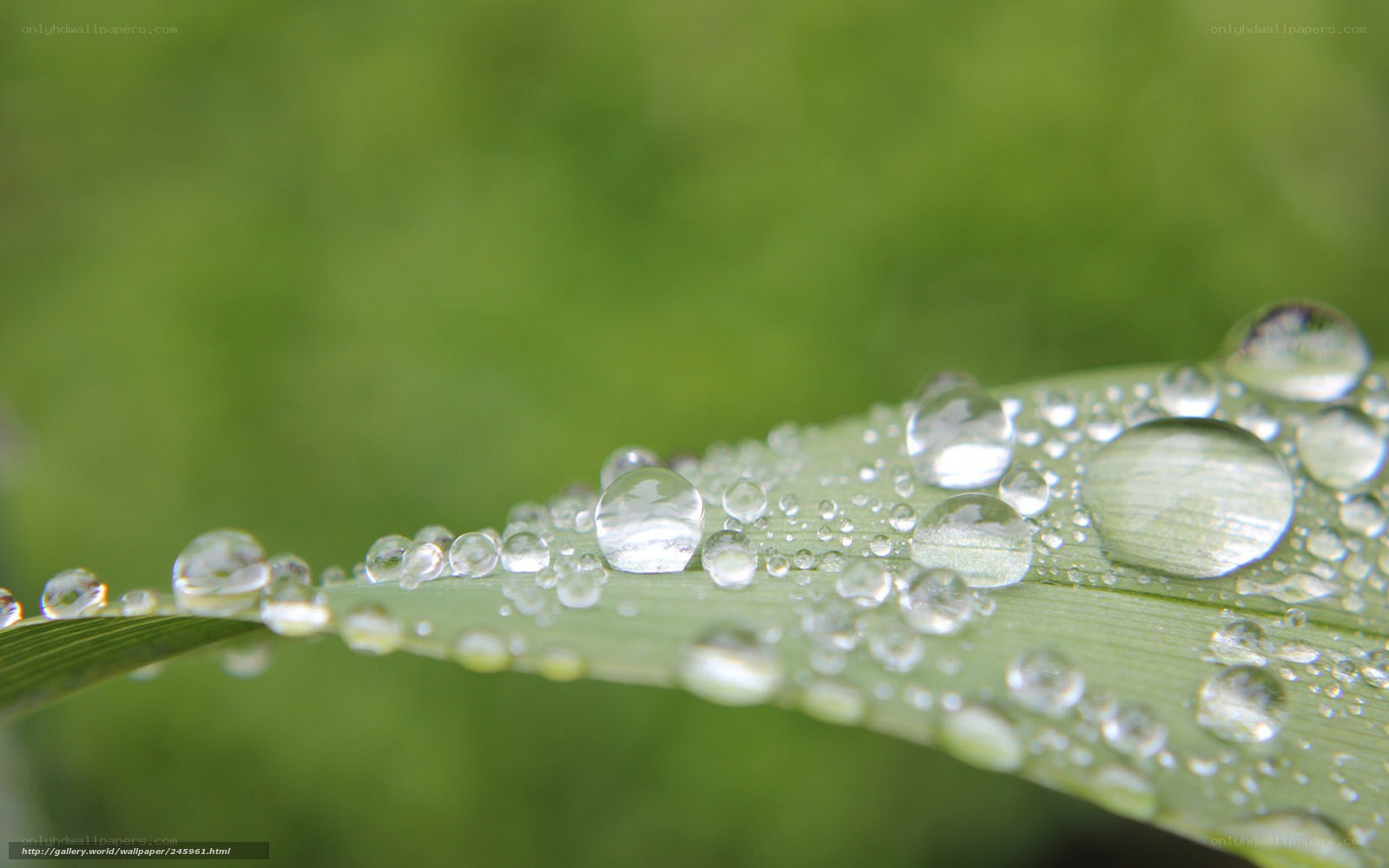 Dew drops on a green leaf