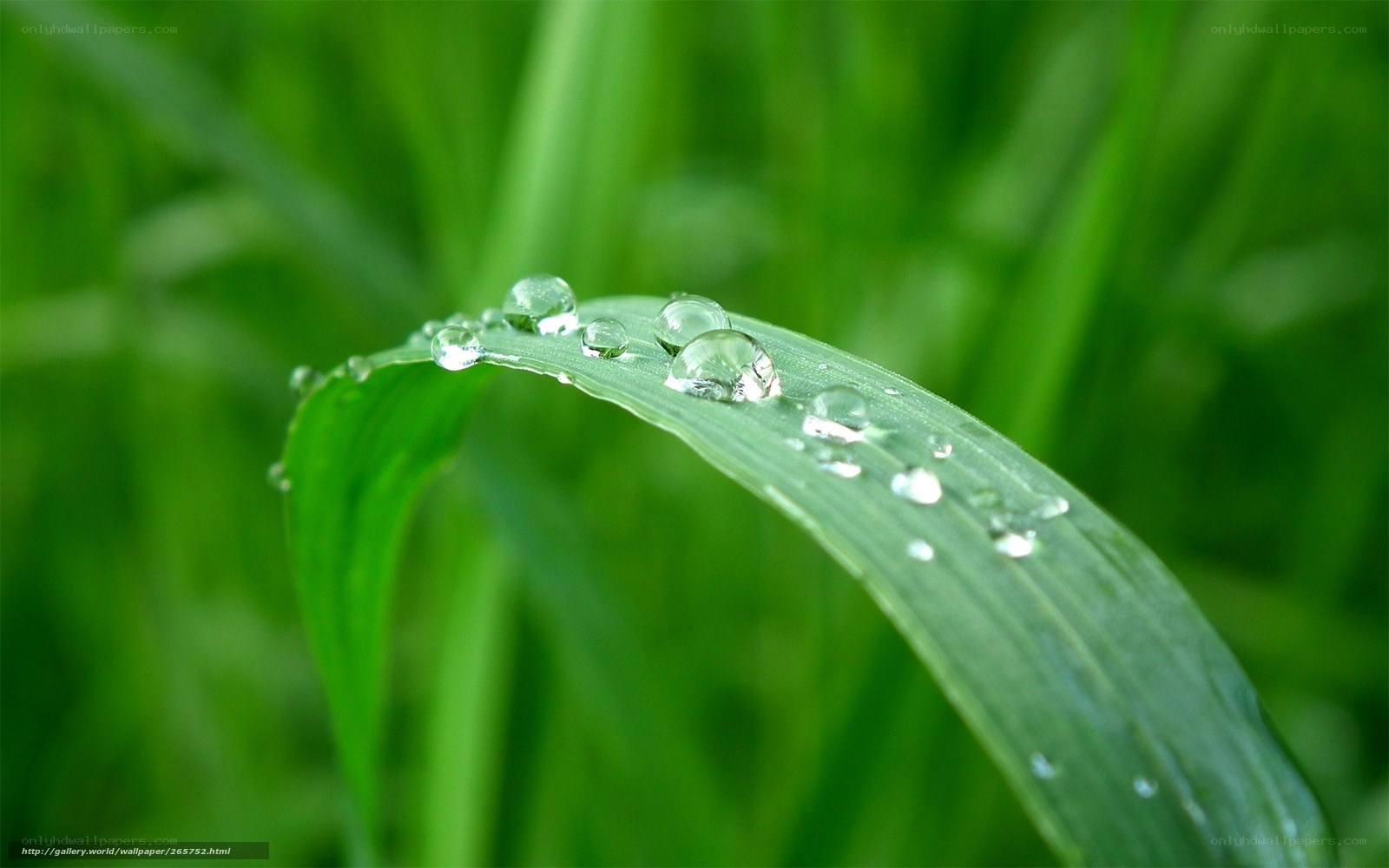 Dew drops on a green leaf