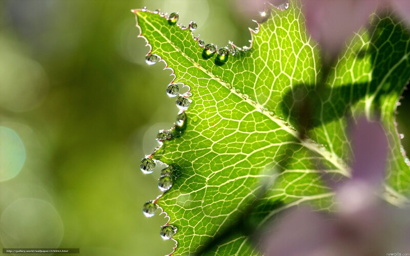 Dew drops on a green leaf