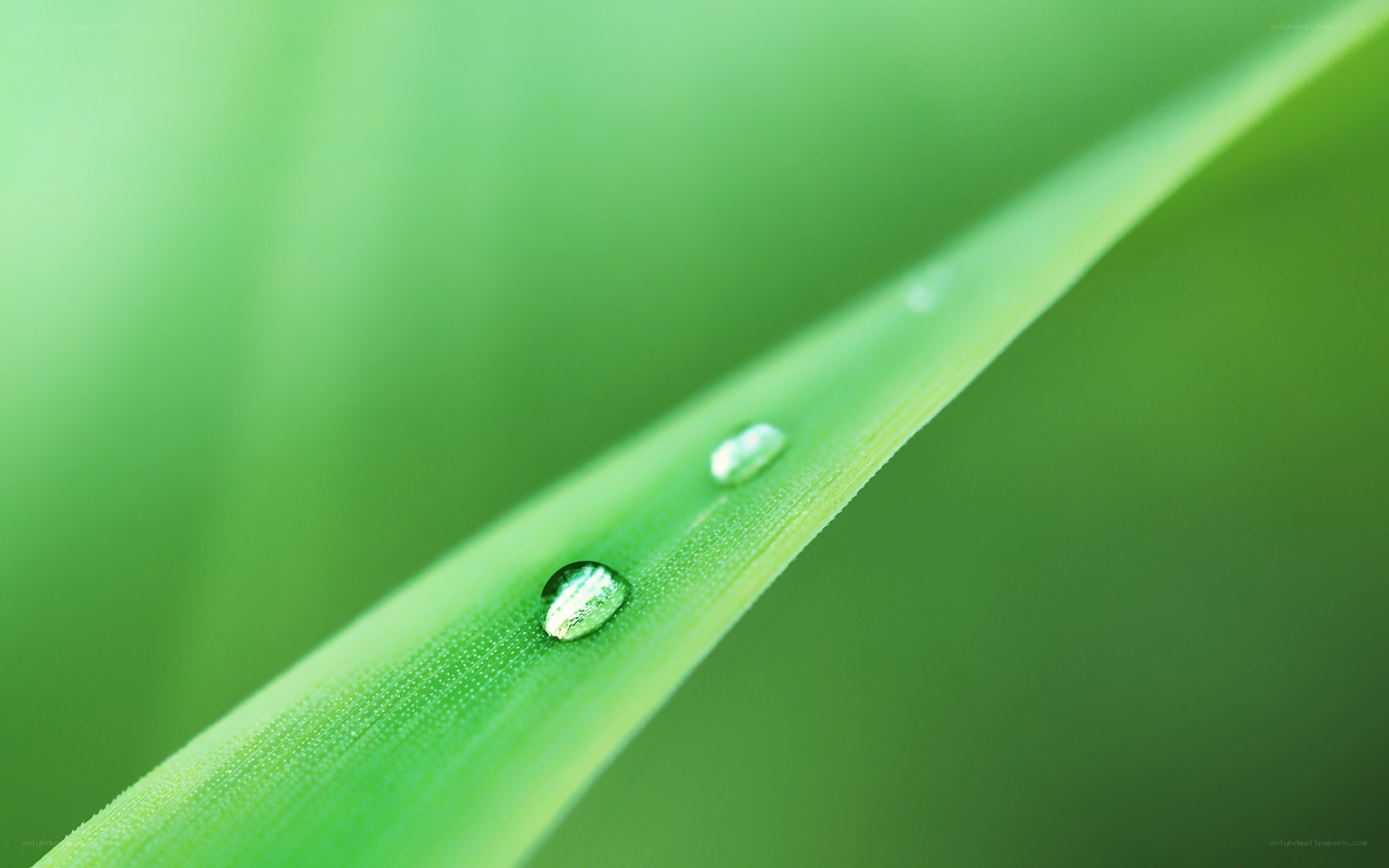 Dew drops on a green leaf