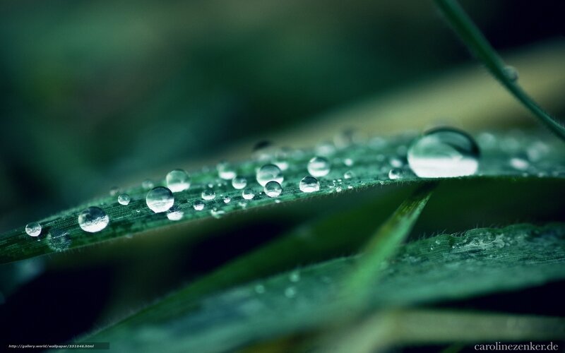 Dew drops on a green leaf