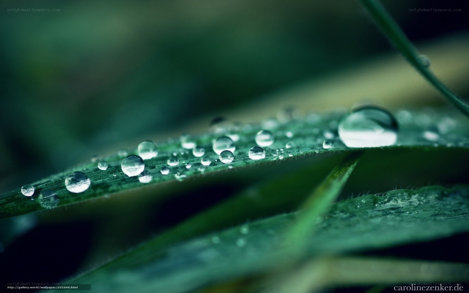 Dew drops on a green leaf