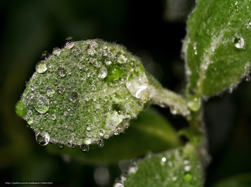 Dew drops on a green leaf