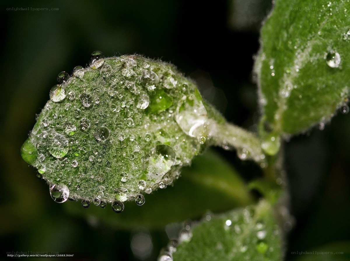 Dew drops on a green leaf