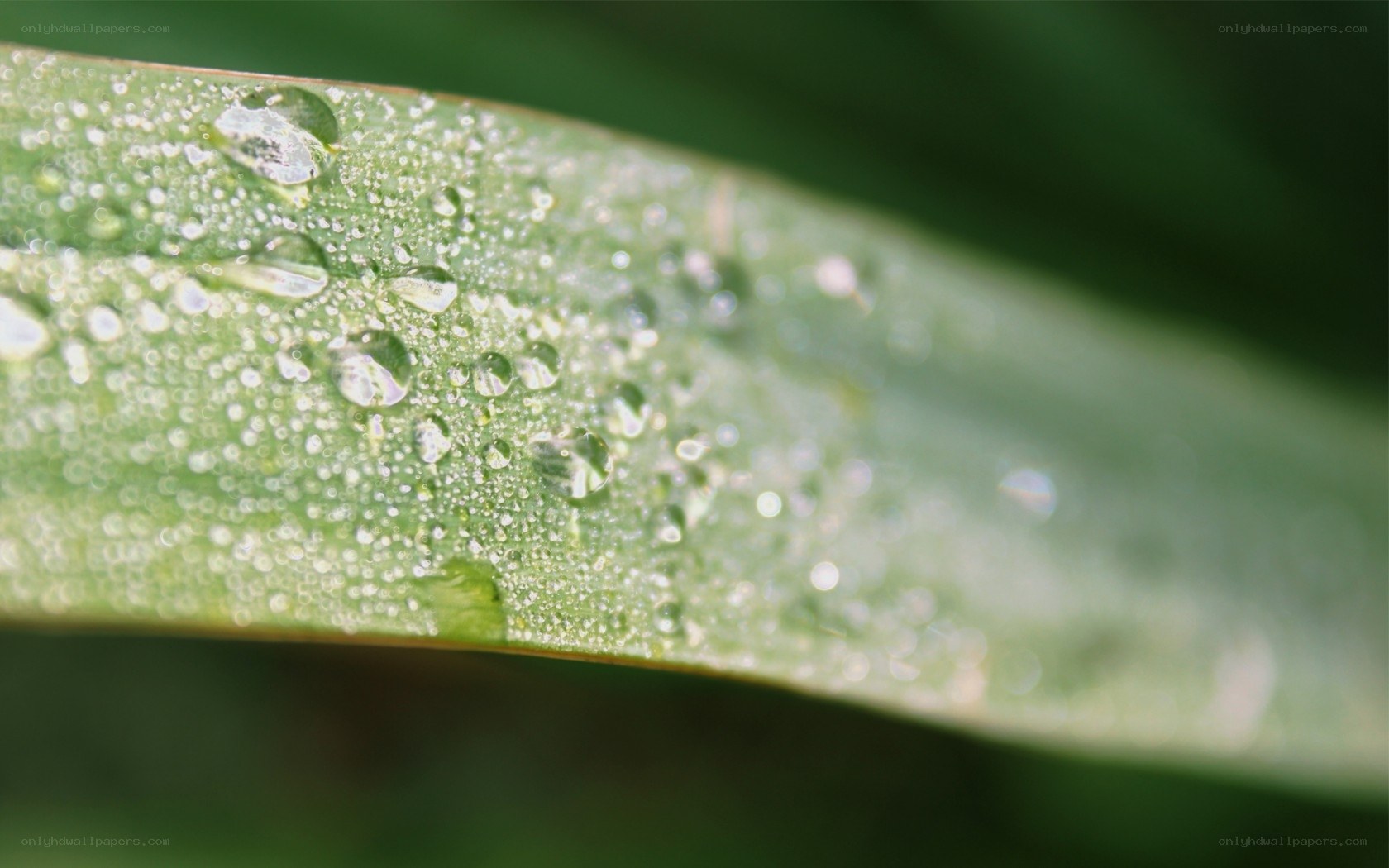 Dew drops on a green leaf