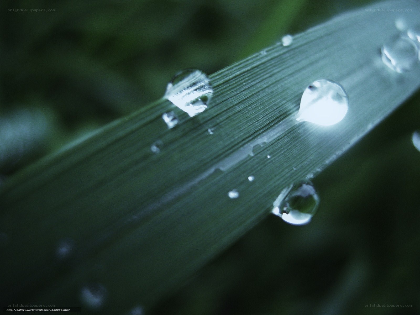 Dew drops on a green leaf