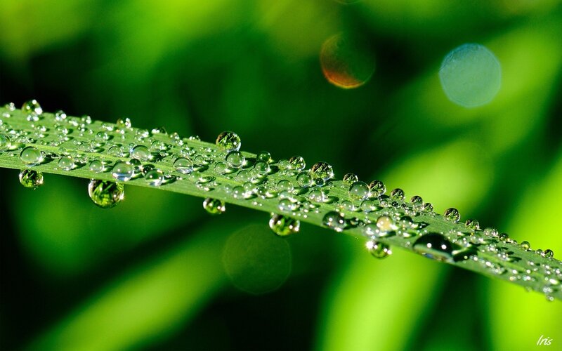 Dew drops on a green leaf
