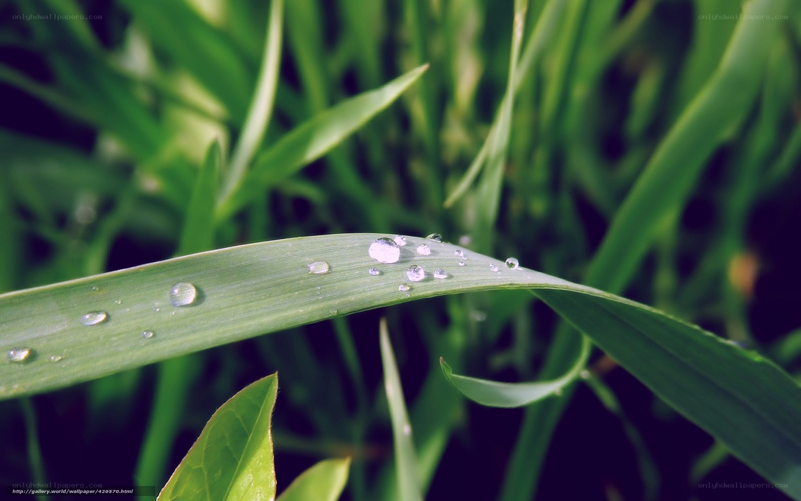 Dew drops on a green leaf