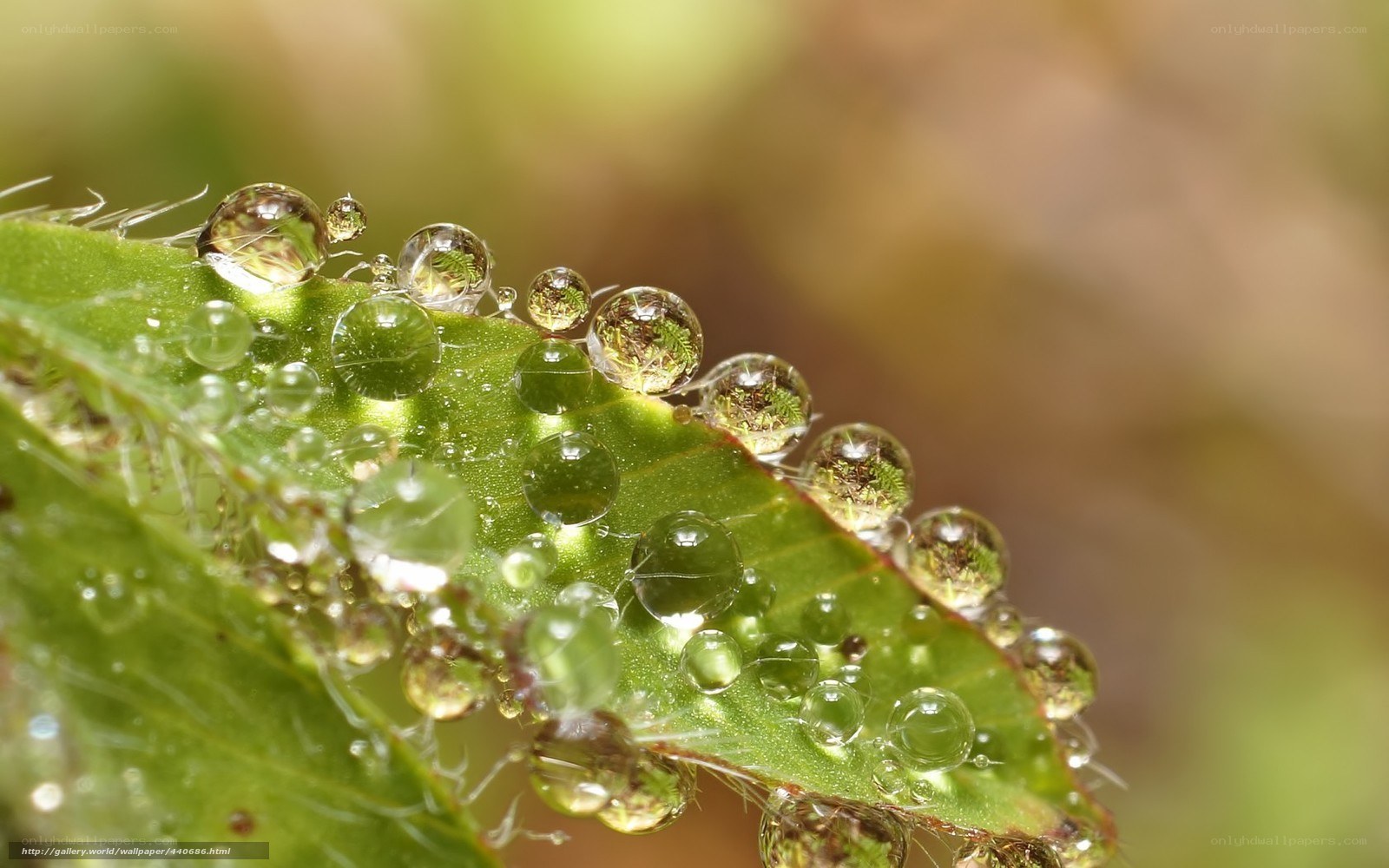 Dew drops on a green leaf