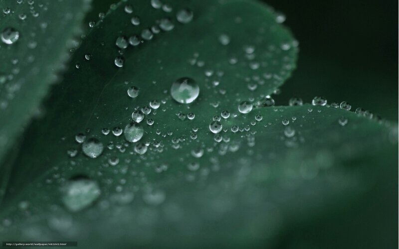 Dew drops on a green leaf