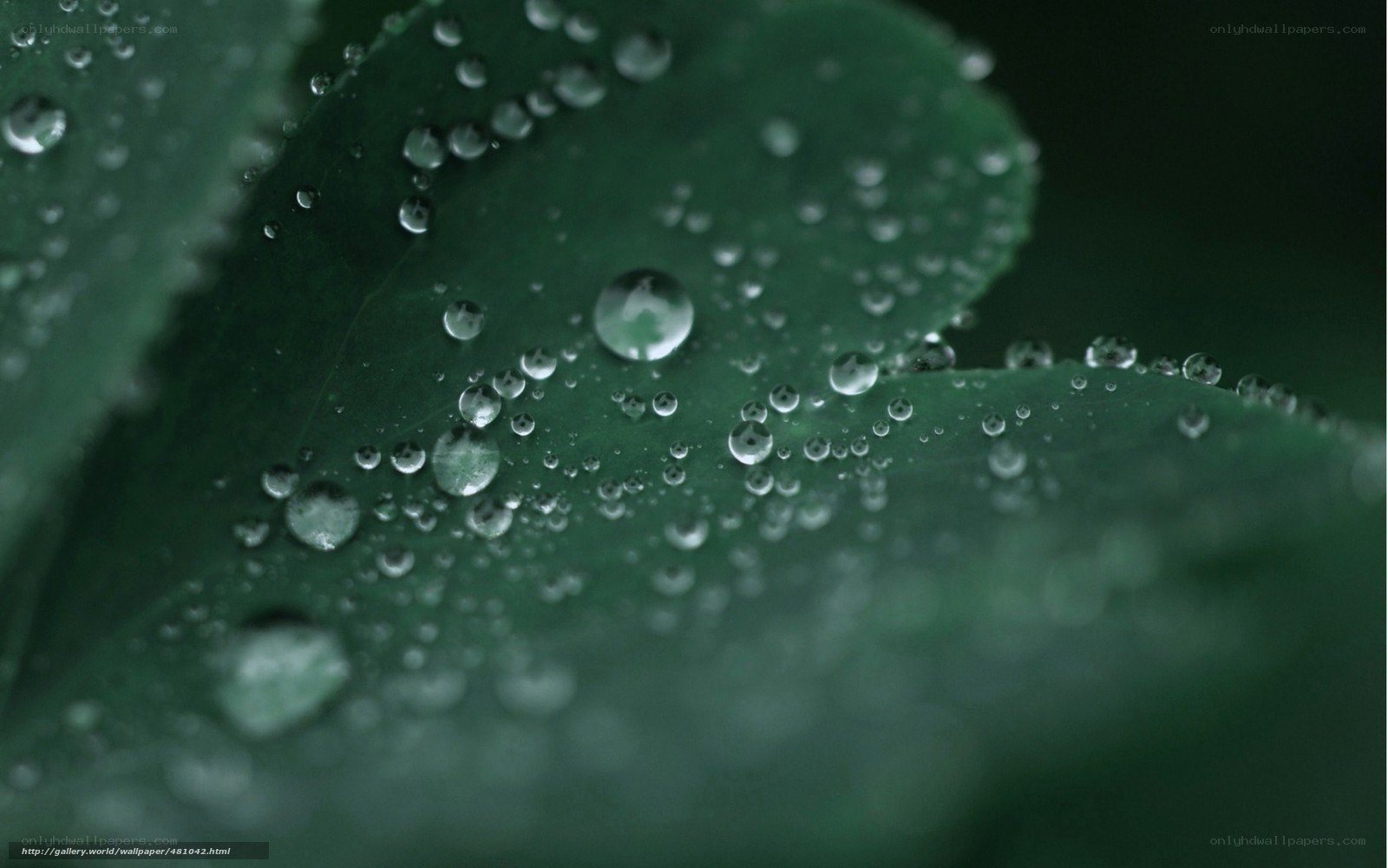 Dew drops on a green leaf