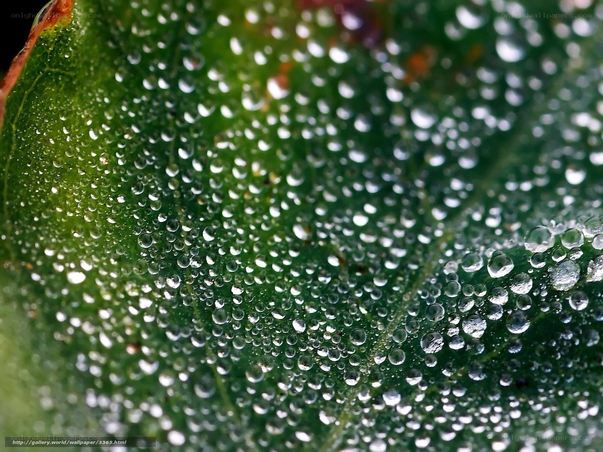 Dew drops on a green leaf