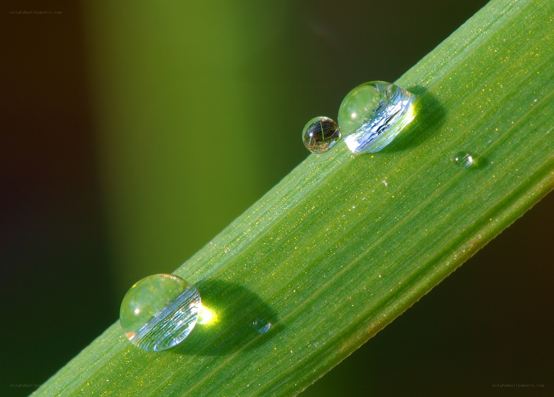 Dew drops on a green leaf