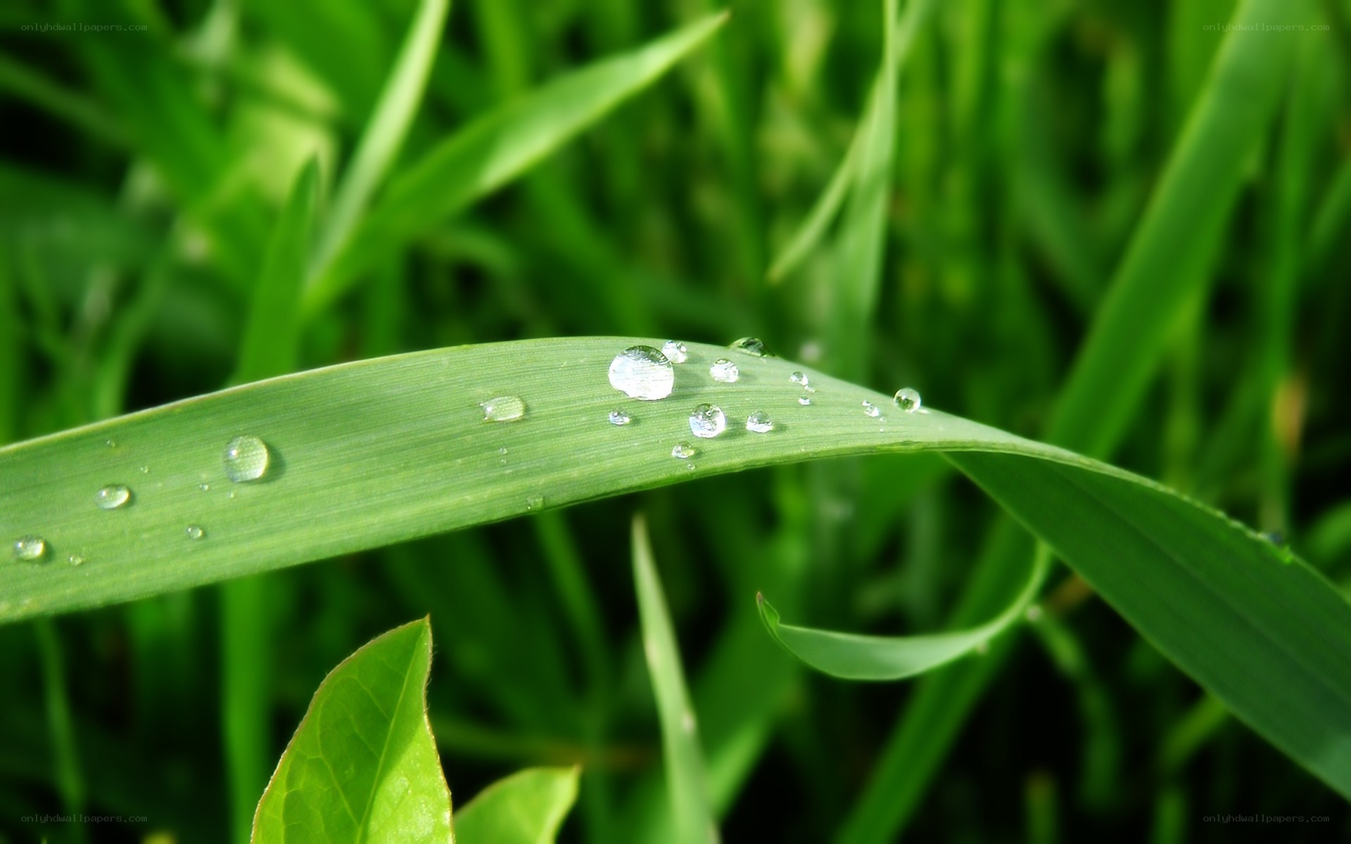 Dew drops on a green leaf