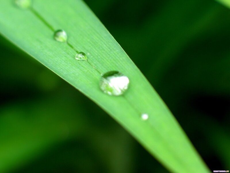 Dew drops on a green leaf