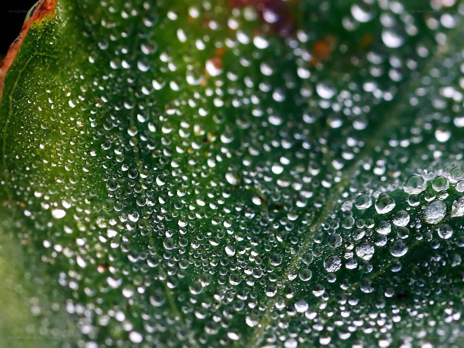 Dew drops on a green leaf