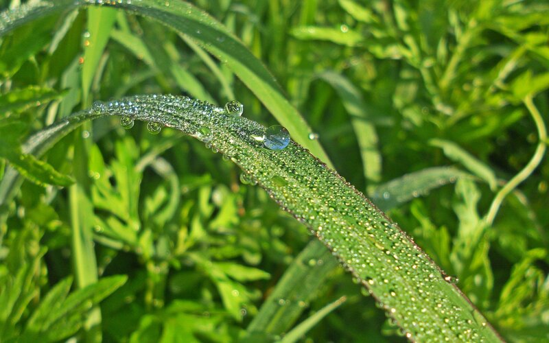 Dew drops on a green leaf