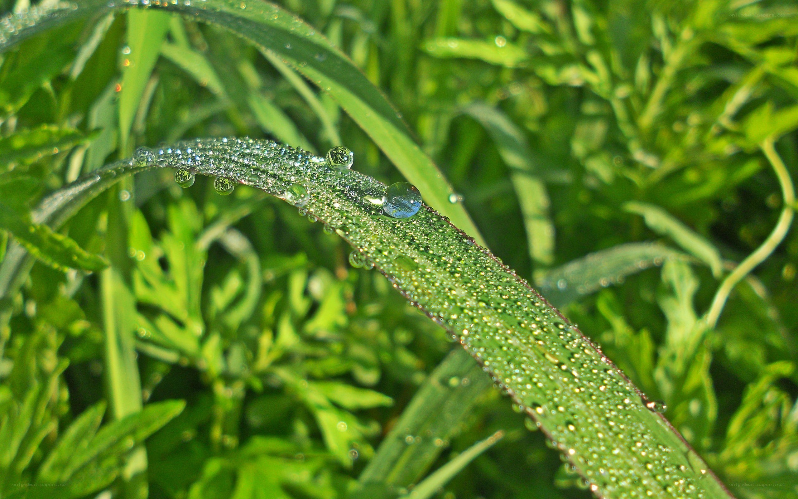 Dew drops on a green leaf