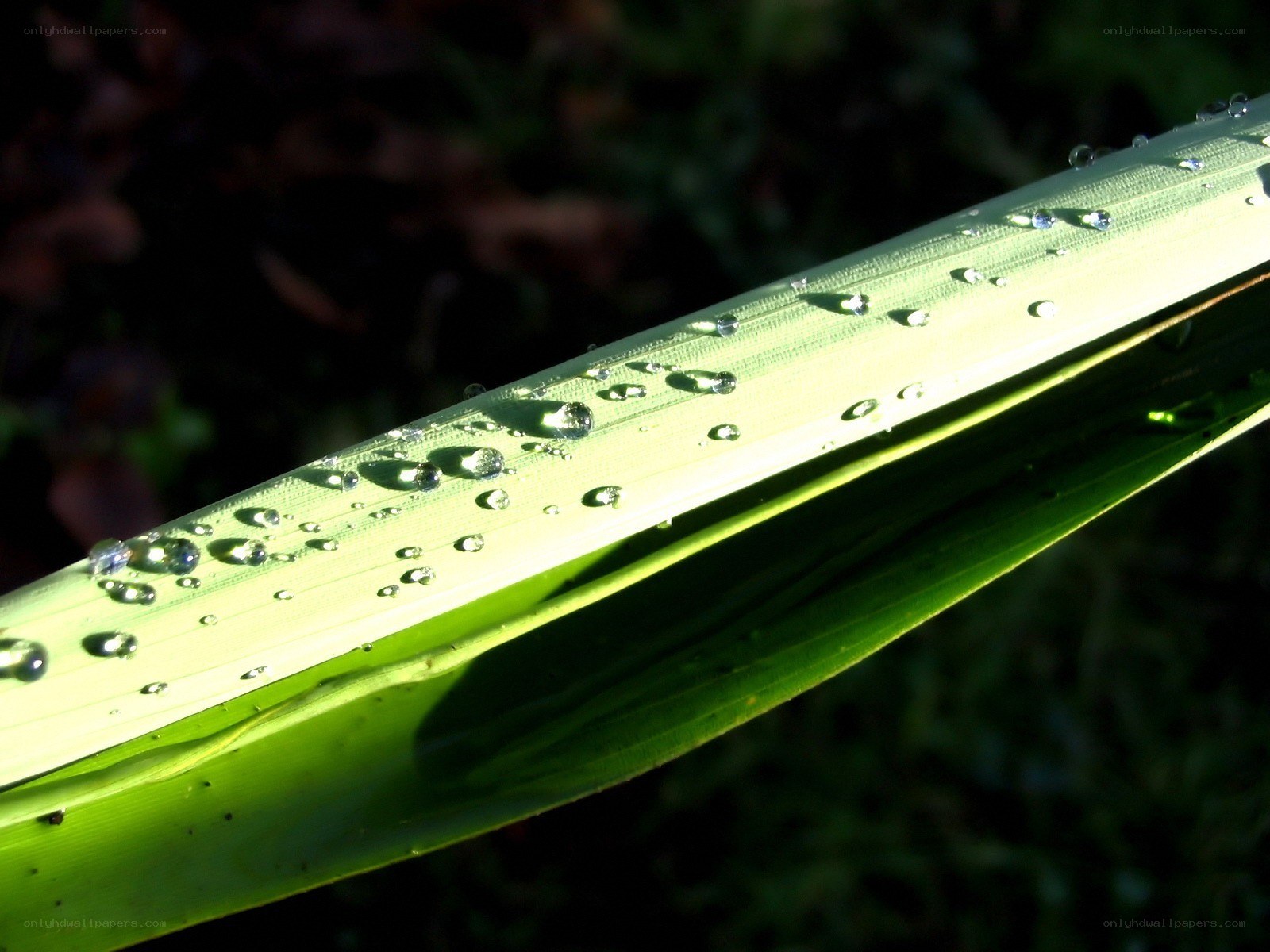 Dew drops on a green leaf