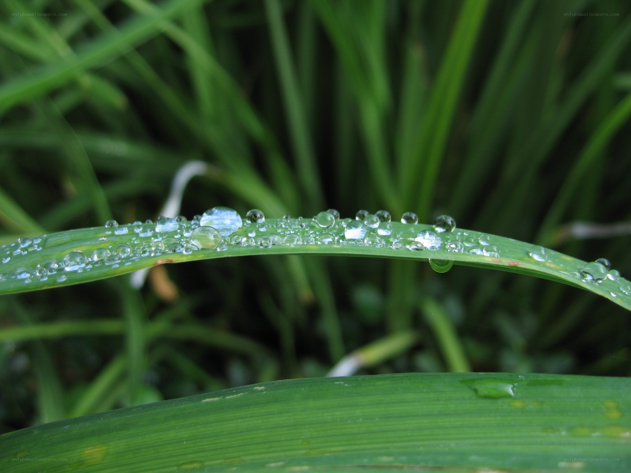 Dew drops on a green leaf
