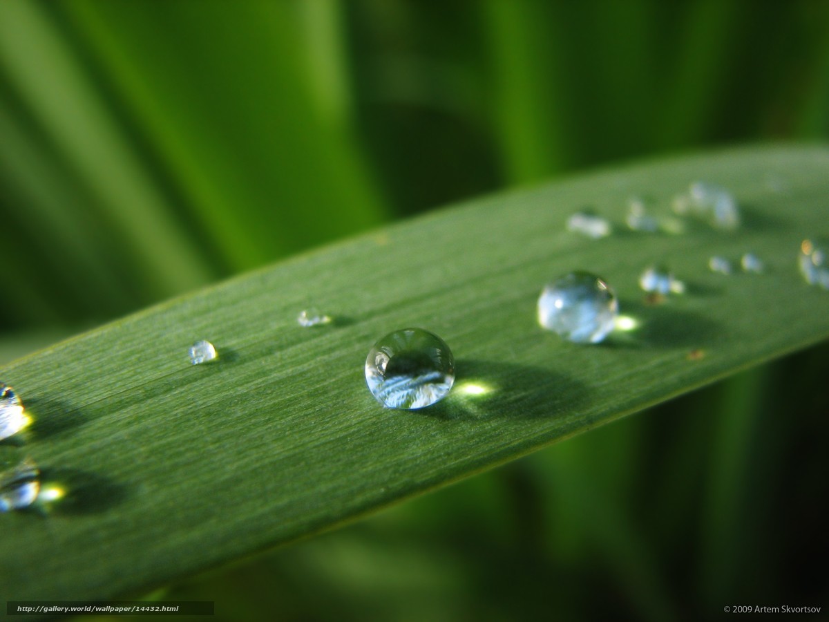 Dew drops on a green leaf