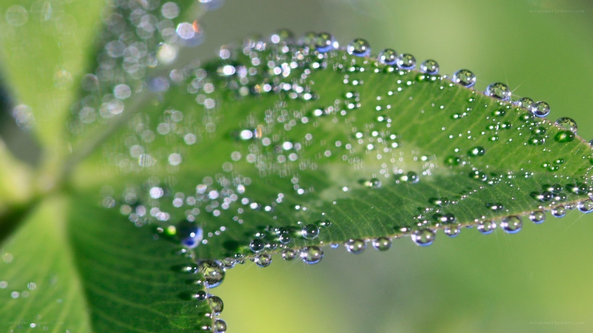 Dew drops on a green leaf